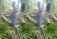 মুলাদীতে অন্যের ফলবান গাছ কেটে ফেললো প্রভাবশালী রাসেল নলী